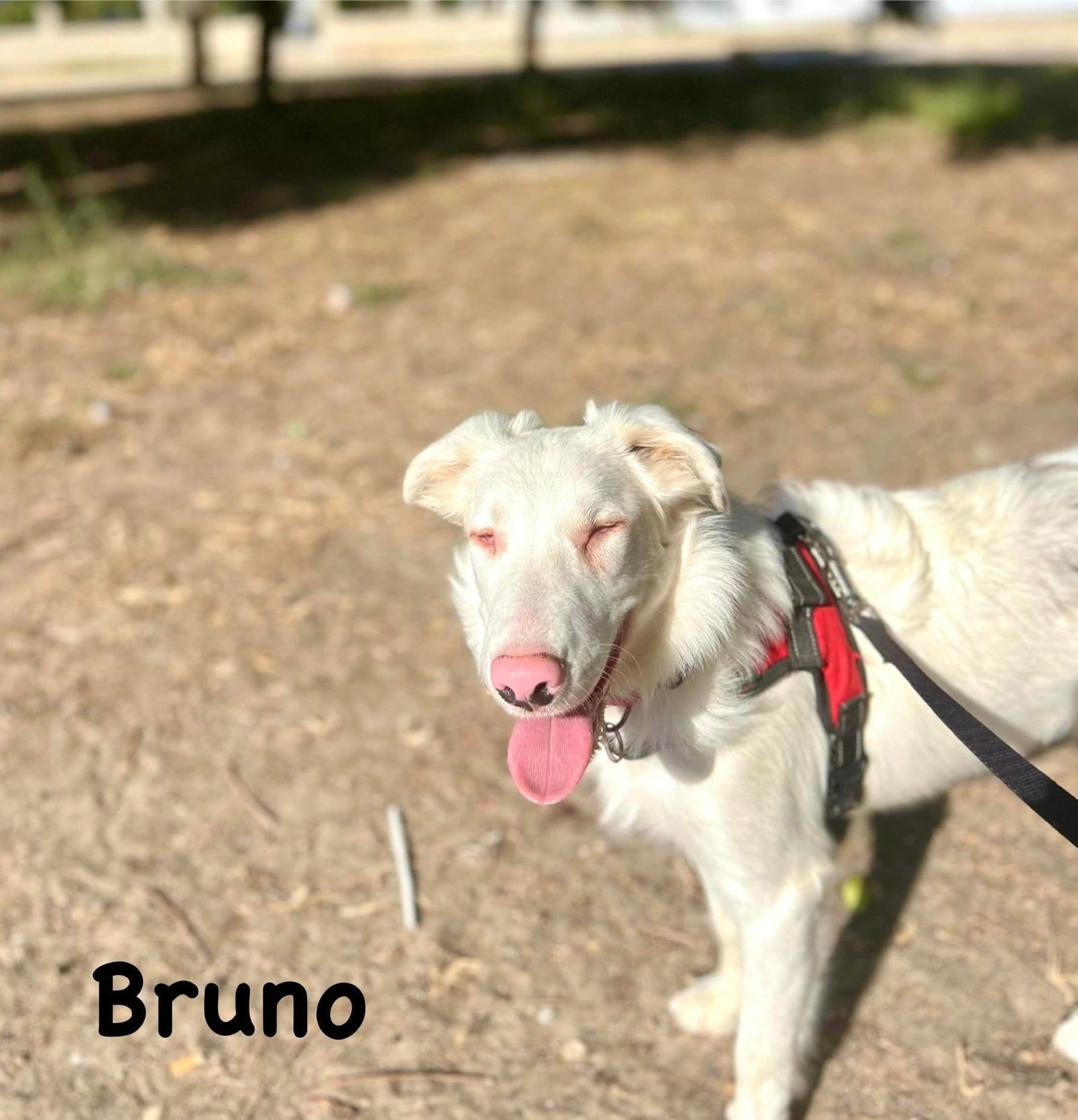 Bruno01